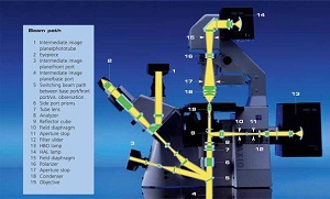 Инвертированный микроскоп Axio Observer A1